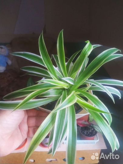 Хлорофитум