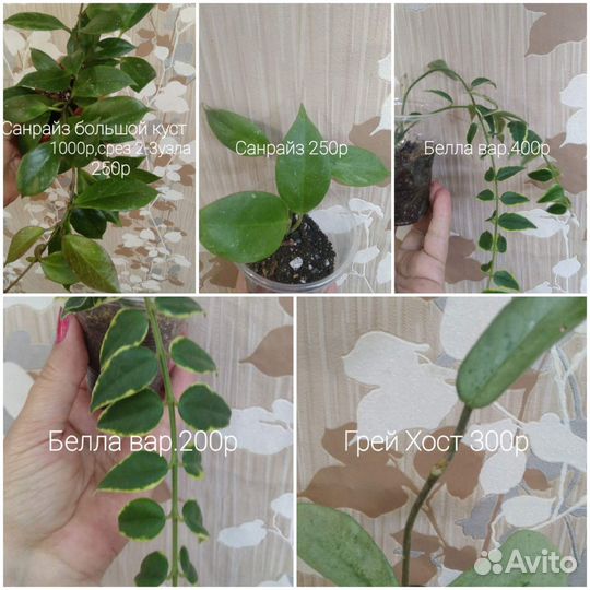 Хойя Компакта вар. и другие