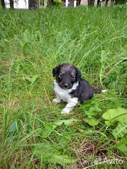Собаки бесплатно в добрые руки щенки