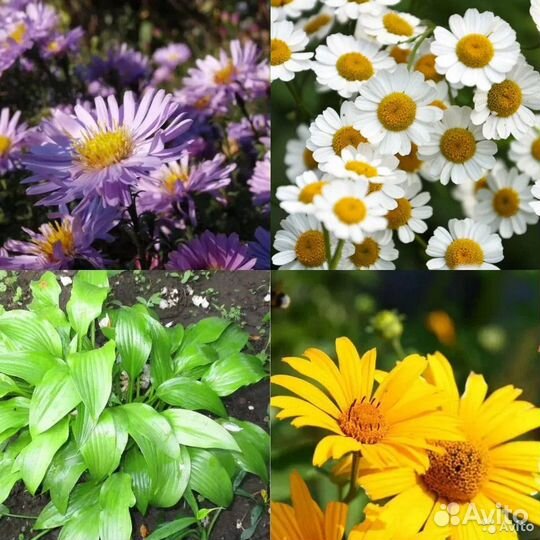 Садовые растения