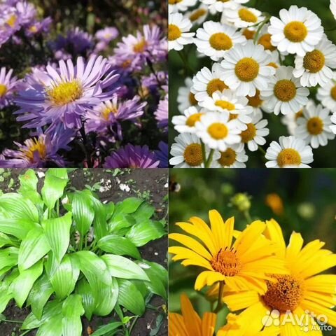 Садовые растения