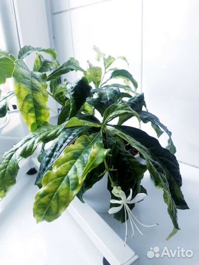 Брейния снежная