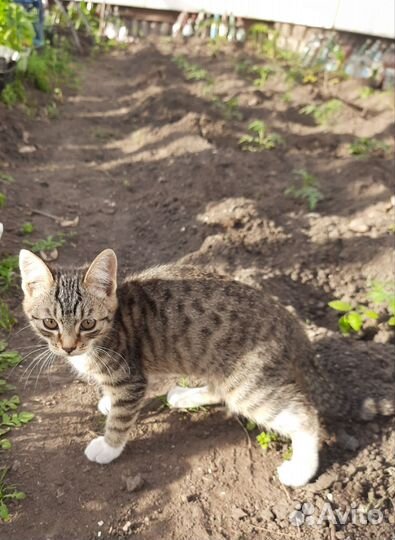 Котят в добрые руки бесплатно