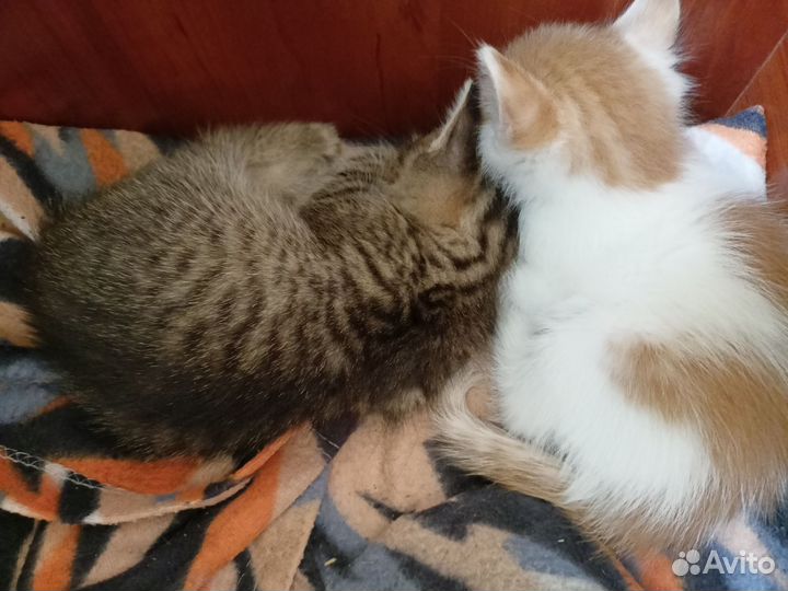 Отдам в добрые руки