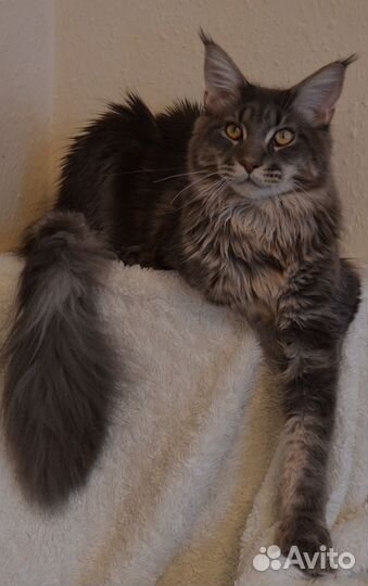 Мейн-кун вязка