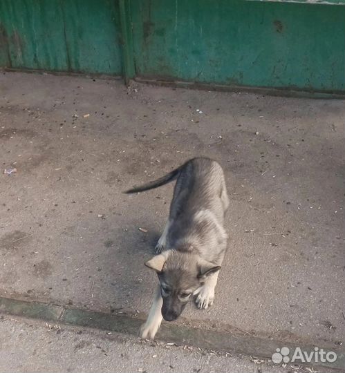 Щенок в добрые руки бесплатно