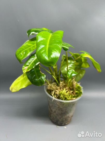 Филодендроны 5