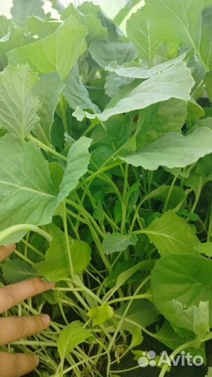 Рассада помидор