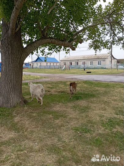 Коза