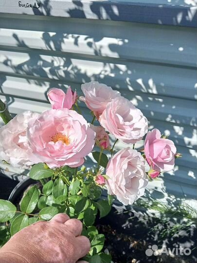 Роза плетистая Billet Doux саженцы