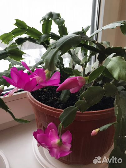 Декабрист шлюмбергера