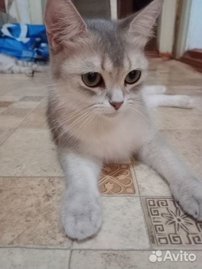 Котик вислоухий