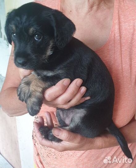 Щенок метис цвергшнауцера