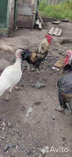 Петухи домашние