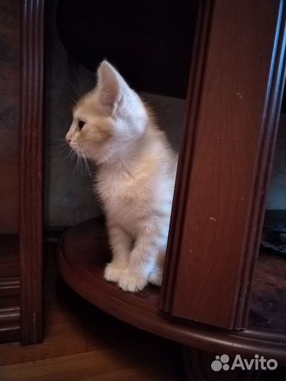 Котенок ищет дом