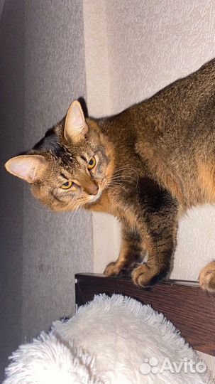 Вязка (Кот)