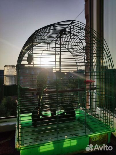 Попугай с клеткой