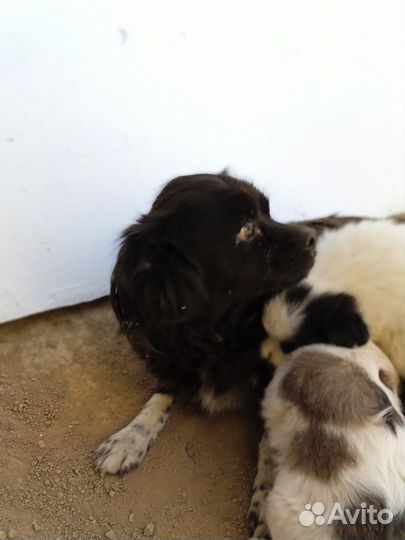 Щенок мальчик мелкий