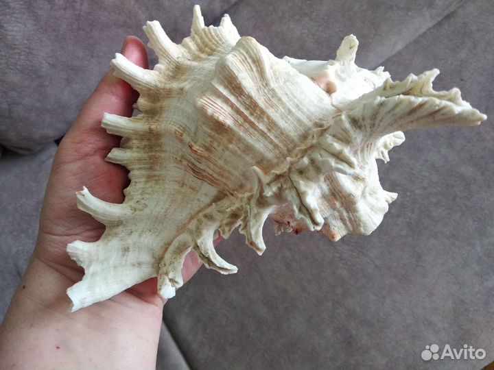 Ракушка морская большая натуральная