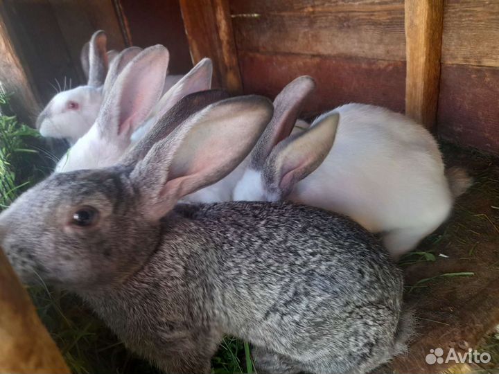 Кролики обычные