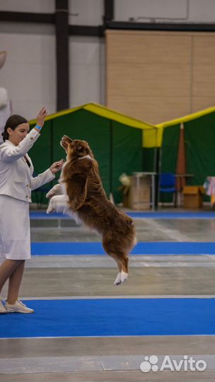 Фотограф анималист