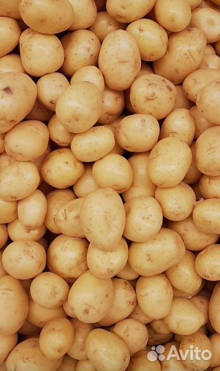 Картофель и другие лучшие/свежие овощи