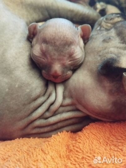 Канадский сфинкс вязка