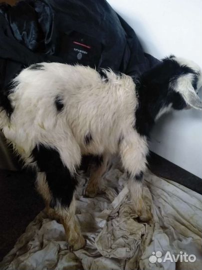 Козы и козлята