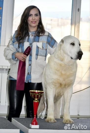 Шикарная девочка сао