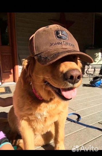 Продам козла породистого