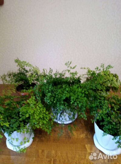 Адиантум венерин волос