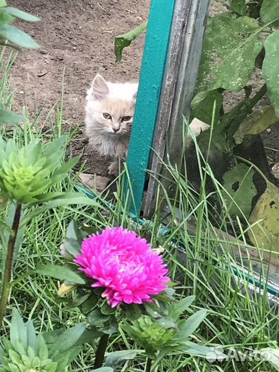 Котята в дар 5 котят