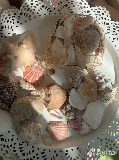 Ракушки морские (раковины)