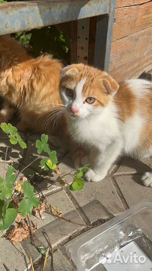 Котята вислоушки в добрые руки