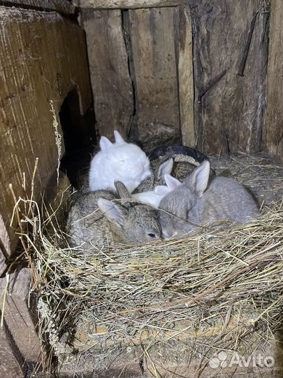 Кролики мясных пород