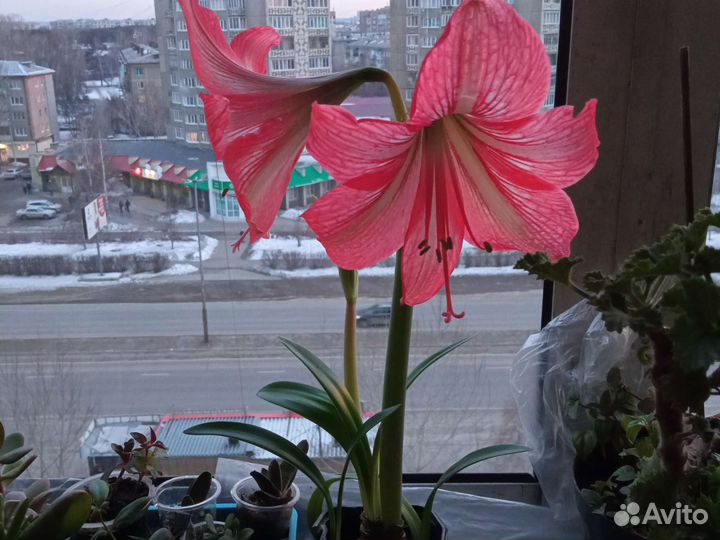 Гиппиаструм