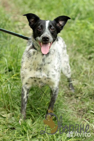 Лучший друг Стив в добрые руки