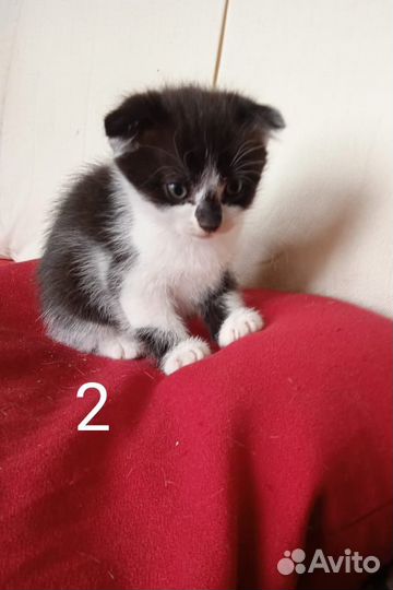 Вислоухие котята в добрые руки