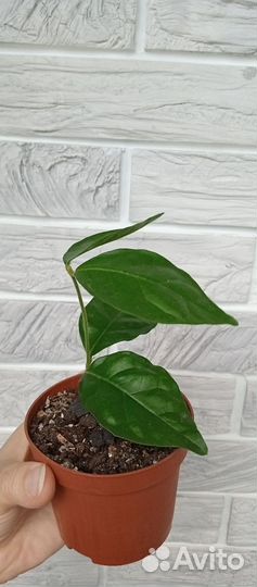 Жасмин самбак