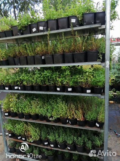 Лаванда и мята