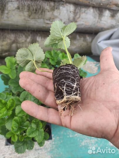 Земклуника Купчиха, земляника садовая Априка, Азия