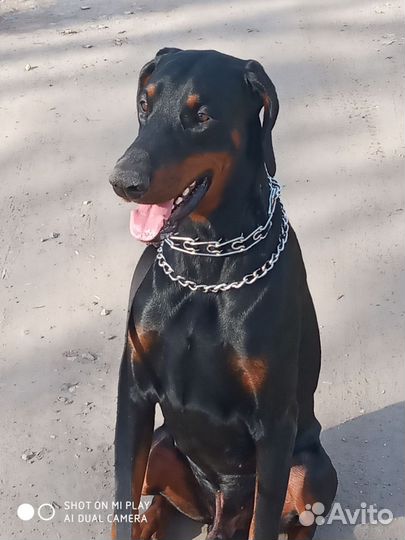 Доберман, вязка