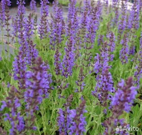 Шалфей дубравный 
