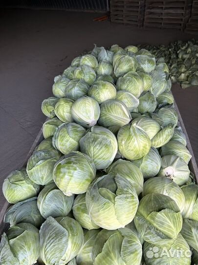 Капуста оптом