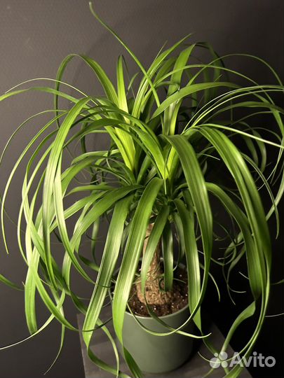 Бокарнея Нолина 55 см