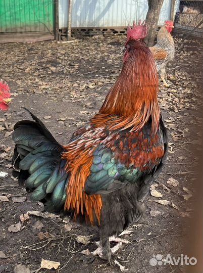Петух Билефельдер. Маран черно медный