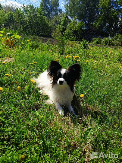 Папийон вязка