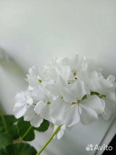 Пеларгония белая