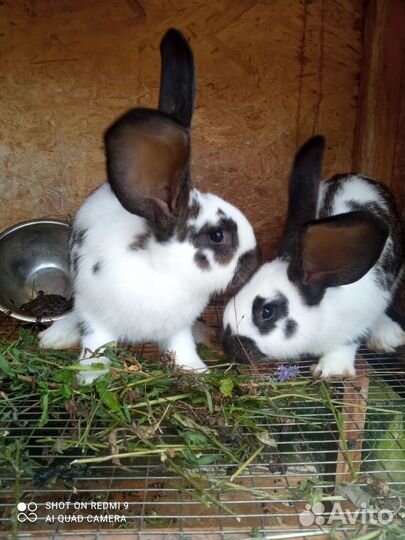 Кролики мясных пород великаны