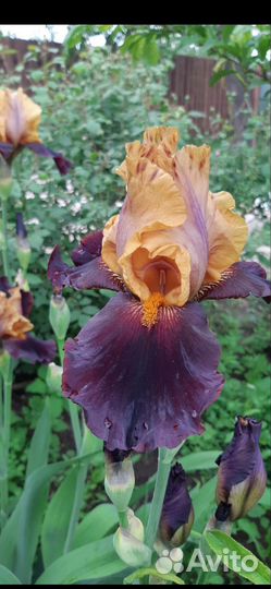 Ирисы бородатые